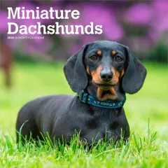 Miniature Dachshunds | 2026 12 x 24 Inch (Hanging) Monthly Square Wall Calendar | Plastic-Free