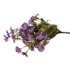 Mini Mountain Daisy Bush Purple