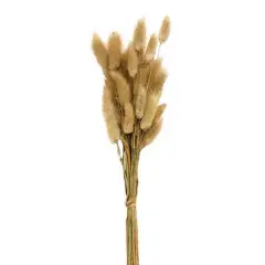 Wispy Dried Bunny Tail Grass Bundle 25 Stems Natural