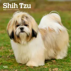 Shih Tzu | 2026 12 x 24 Inch (Hanging) Monthly Square Wall Calendar | Plastic-Free