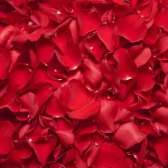 Dried Rose Petals Wedding Biodegradable Petals, Natural Preservation Real Flower Petals