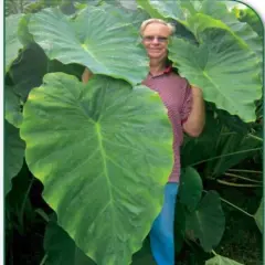 Jack's Giant Elephant Ear - 1 Bulb - Colocasia esculenta