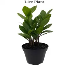 Rare ZZ Plant - Zamioculcas zamiifolia - 4" Pot - Best House Plant in the World