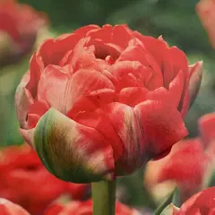 Bombastic Red Double Late Tulip - 7 Bulbs - 12/+ cm Bulbs
