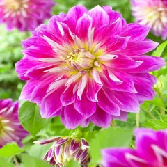Purple Explosion Dinnerplate Dahlia-1 Tuber