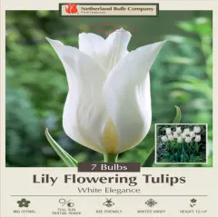 White Elegance Lily Flowering Tulip 7 Bulbs - 12/+ cm Bulbs