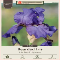 His Royal Highness Bearded Iris - REBLOOMER - Top Size Rhizome - NEW