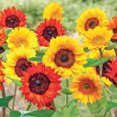 Collections Etc Roll out Flower Seeded Mats That Attract Butterflies - Set of 2