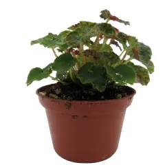 Kevin Whitecotton Begonia Plant - 2.5" Pot - Small Leaves