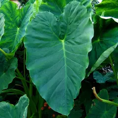 Elephant Ear - 1 Large Bulb 13/15" - Colocasia esculenta
