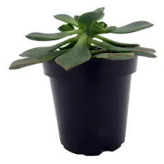 Pinwheel Succulent - Aeonium - House Plant - 3.5" Pot