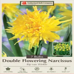 Rip Van Winkle Daffodil 7 Bulbs - Heirloom! - 10/12 cm Bulbs