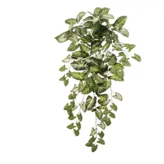 12pcs Hanging Nephtytis Bush 36" - 2025 Spring Collection