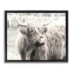 Stupell Industries Highland Cow Gazing Portrait Floater Framed Canvas Wall Art Design by Graffi*tee Studios