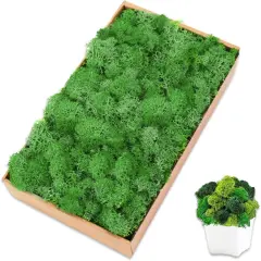 Preserved Moss for Crafts Green Reindeer Moss for Potted Plants, Craft Decorative Moss Decor for Wall Art, Dried Moss