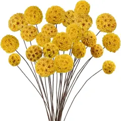 24 PCS 18&rdquo; Dried Craspedia Billy Balls Flowers - Yellow