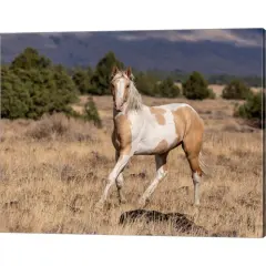 Curious Colt by Larry McFerrin 20" x 16" Canvas Wall Art