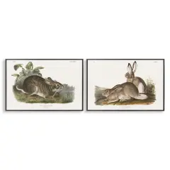 Stupell Industries Gentle Resting Cottage Rabbit2 pc Framed Giclee Wall Art Set Design by Wild Apple Portfolio