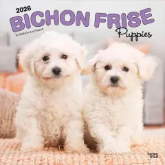 Bichon Frise Puppies | 2026 12 x 24 Inch (Hanging) Monthly Square Wall Calendar | Plastic-Free