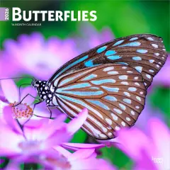 Butterflies | 2026 12 x 24 Inch (Hanging) Monthly Square Wall Calendar | Plastic-Free