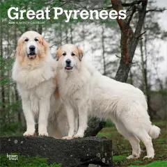 Great Pyrenees | 2026 12 x 24 Inch (Hanging) Monthly Square Wall Calendar | Plastic-Free