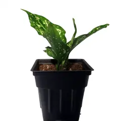 Variegated Snowflake Chinese Evergreen Plant - Aglaonema - Low Light - 2.5" Pot