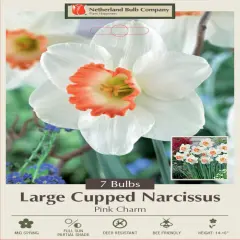 Pink Charm Daffodil 7 Bulbs - Gorgeous - 14/16 cm Bulbs