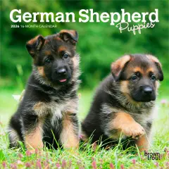 German Shepherd Puppies | 2026 7 x 14 Inch (Hanging) Monthly Mini Wall Calendar