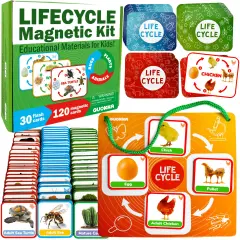 Lifecycle Magnetic Kit | Toy Montessori | Educational for Kids