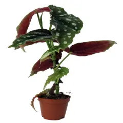 Rare Polka Dot Bat Wing Begonia Plant - Begonia Maculata - 2" Pot