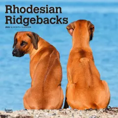 Rhodesian Ridgebacks | 2026 12 x 24 Inch (Hanging) Monthly Square Wall Calendar | Plastic-Free