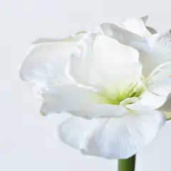29" Faux White Amaryllis Stem