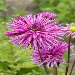 Striped Ambition Dahlia - Dinnerplate Fimbriata Flower - #1 Size Root Clump