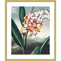 Temple of Flora VII by Dr. robert j. Thornton Wood Framed Wall Art Print