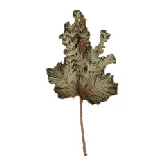 Tahoe Needle Pine Spray