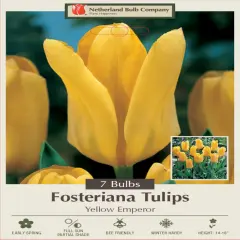 Yellow Emperor Fosteriana 7 Tulip Bulbs - 12/+ cm Bulbs