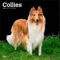 Collies | 2026 12 x 24 Inch (Hanging) Monthly Square Wall Calendar | Plastic-Free