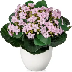 Artificial Flowers Summer Potted Plants, Bush Pink Faux Silk Flowers Artificial Plants & Flowers in Vase Small Potted Plant Fake Flower with Pot Arrangement Home Decor Office Bathroom Shelf Desk Decoration