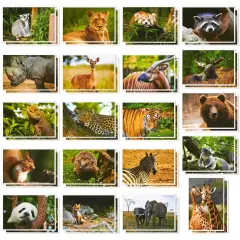 40 Pack Wild Animal Theme Postcards, 20 Designs Bulk Assorted All Occasion Cards 4"x6" Multicolor