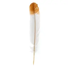 Imitation Eagle Feather 12in White & Brown, 18pcs