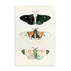 Stupell Industries Assorted Moth Trio Wall Plaque Art Design by Petal Prints Design