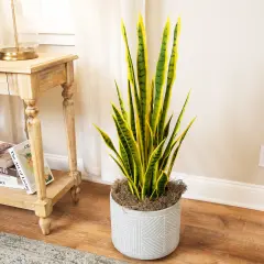 Northlight Artificial Potted Snake Plant - 38" Green