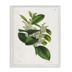 Stupell Industries Forest Nature Botanical Framed Giclee Wall Art Design by Tina Higgins Designs, Inc.