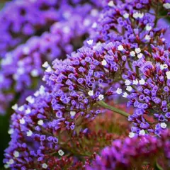 Sea Lavender & Musk - Premium Fragrance Oil