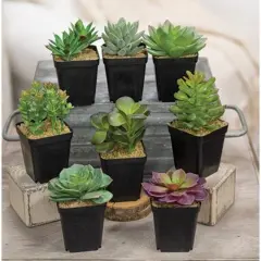 Artificial Potted Succulent 8 Asstd.