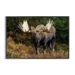 Stupell Industries Bull Moose Face Off Framed Giclee Wall Art Design by Shane Lamb