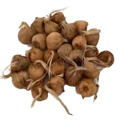 Saffron Crocus 25 Bulbs + Saffron Bulb Food - Crocus Sativus