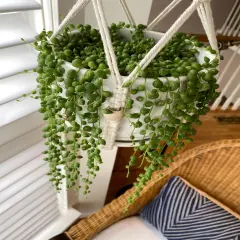String of Pearls Live Succulent Plants Fully Rooted Rare House Plant for Home Office Decoration, DIY Projects, Party Favor Gift