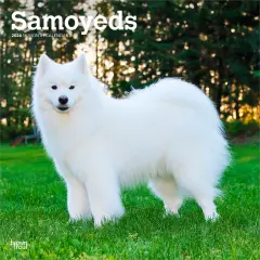 Samoyeds | 2026 12 x 24 Inch (Hanging) Monthly Square Wall Calendar | Plastic-Free