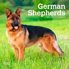 German Shepherds | 2026 7 x 14 Inch (Hanging) Monthly Mini Wall Calendar